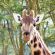 A Masai Giraffe